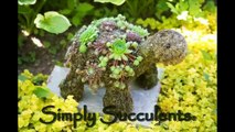 Simply Succulents® - Tour of Our Succulents & Garden Art