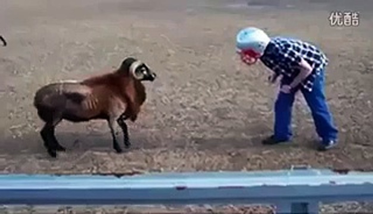 Funny Animals | Funny Video | Funny Clips
