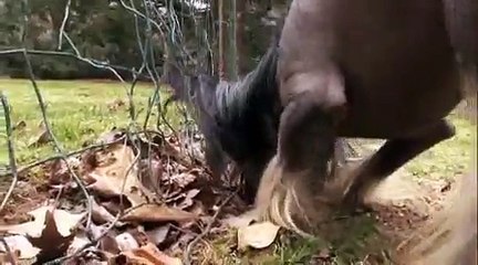 Dogs 101 - Chinese Crested