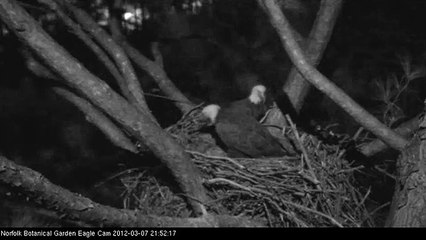 NBG Eagles Alert and Vocalizing Alarm  3-7-12 9:50pm EST