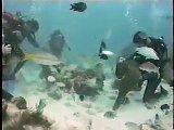 Stingray and Moray Eel at Grand Cayman