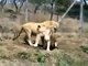 Lions Fight Lioness vs Lion Animal Fights, Animal Attacks, Funny Animal HD