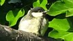 Chick / Fledging Great Tit ~ Parus Major ~ Resting waiting for food from parent bird
