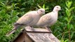 Collared Doves in Our Garden - August 2012