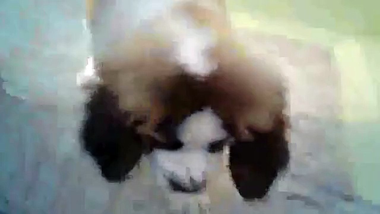Saint Bernard 2 months Afraid to Go down Stairs