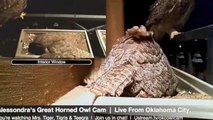 Alessondra's OKC Great Horned Owl-Cam,Beautiful owl family Mr.T & Ms.T,and owlets,7/3/13