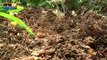 Un petit village d'Ardèche est envahi par des fourmis