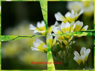 Giấc mơ trưa - Quê tôi (Thùy Chi)