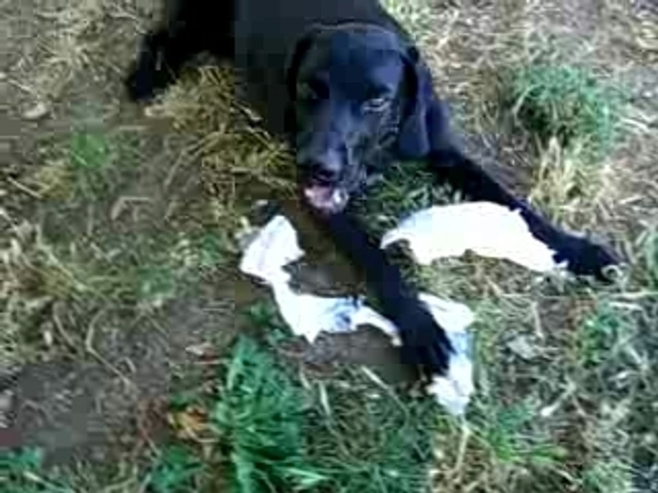 Pépito chien con