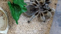 Rose Hair Tarantula Feeding Dance