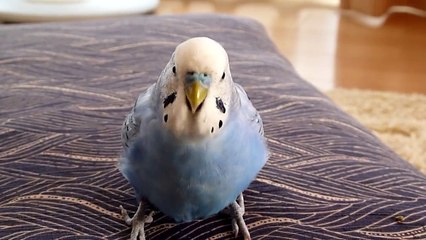 しゃべりながら踊りだすセキセイインコのめいこちゃん