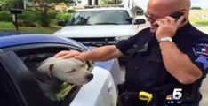 Police Saves Pit bull From Public Arlington Police Kindness Viral Video