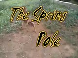 American Pit Bull Terrier Tete Spring Pole II
