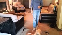 Training a Golden Retriever Puppy - Phoenix Az Dog Trainer