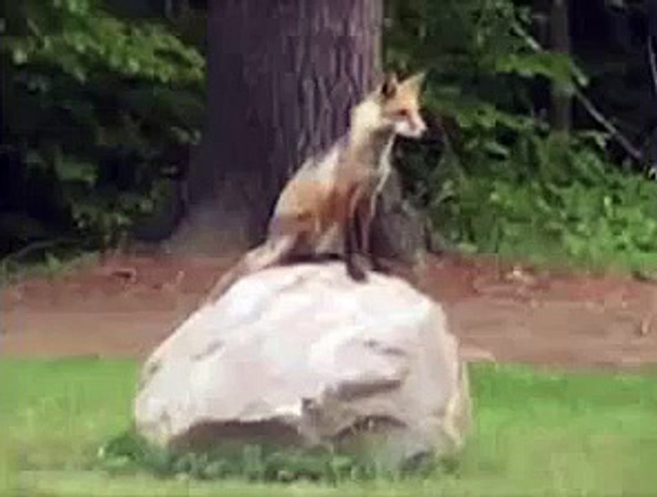 What the fox really says