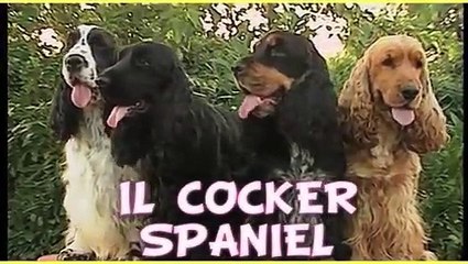 COCKER SPANIEL INGLESE trailer documentario