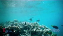 Tara ocean: lo stato di salute dei coralli