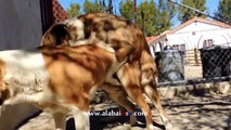 Hunde Paarung Doku - Tiere Paarung,Paarung Bei Tieren
