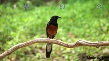 白腰鵲鴝White-rumped Shama - bfpmv-0094