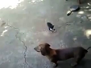 Cat Child And Dog Fight