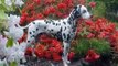 Dalmatian o Dálmata - Razas de perro - Petclic, pasión por los animales