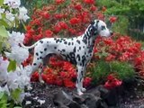 Dalmatian o Dálmata - Razas de perro - Petclic, pasión por los animales