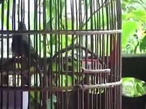 Suara Cucak Rowo Ropel Juara 1Tingkat Nasional! Kicauan Cucak Rowo Juara Ropel Burung Lomba!