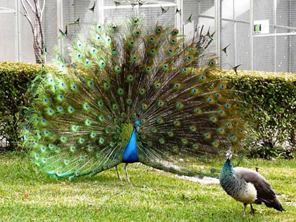 Dạy bé học tiếng Anh qua các loài vật - Phần 2