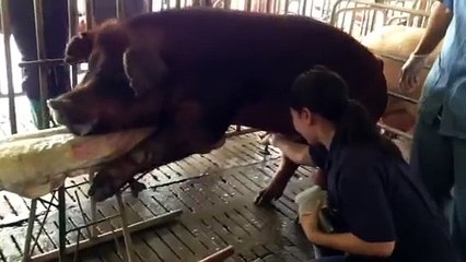 Semen collection in boar