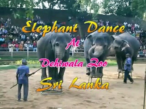 Elephant Dance At Sri Lanka Zoo
