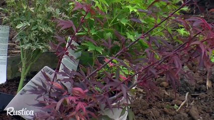 Planter des érables du Japon