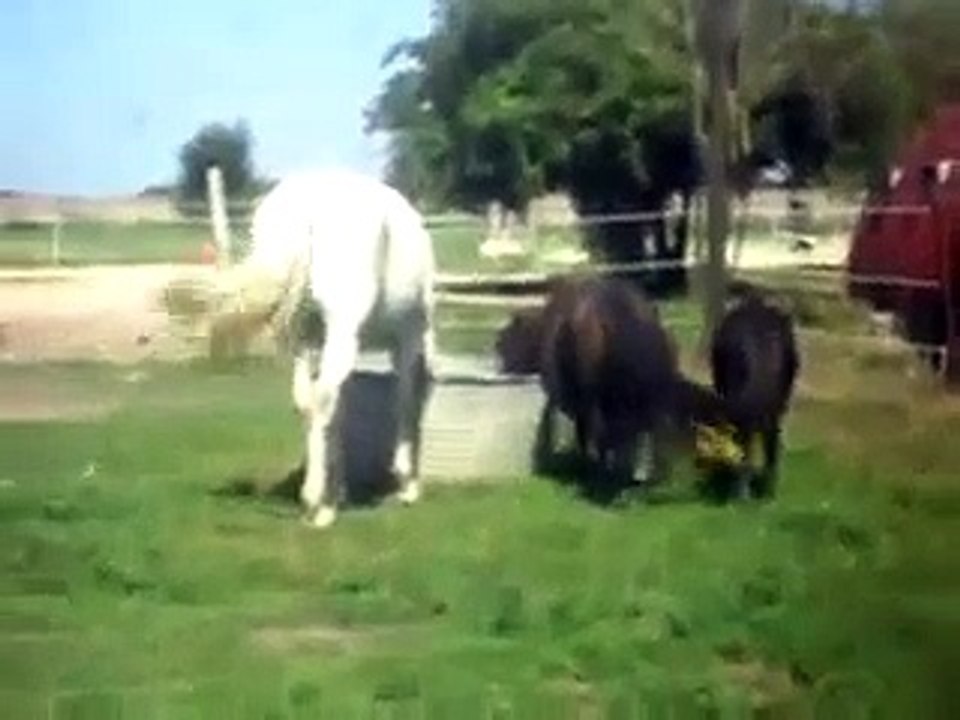 POULICHE BLUE NIGHT ET LES CAMARGUES 2) 20/08/2011. SDC11404.AVI