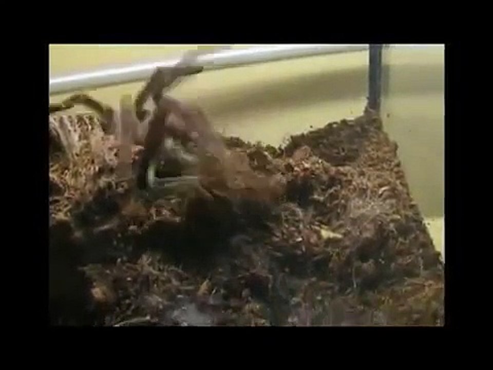 Feeding my tarantulas(lizards)