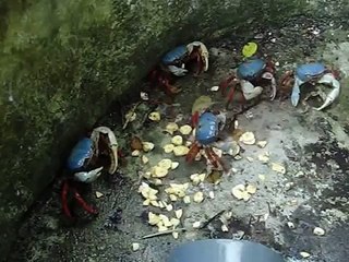 CULTIVO DEL CANGREJO AZUL EN CORRALES