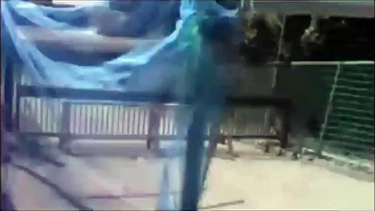 Japanese ghost video compilation 19，日本灵异录影汇集（19） my17