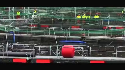 Poisson : élevage en eaux troubles - Extrait 1