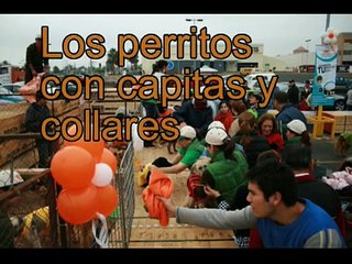 Gran Jornada de Adopción Canina - Lola Melnick