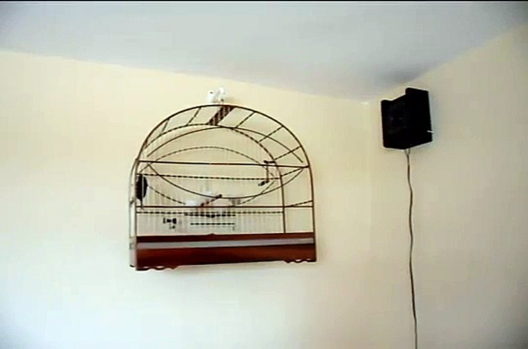 Curió Peninha - Canto TIM TIM de Alagoas