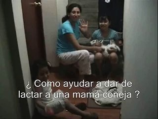 mamá coneja da de mamar a sus crias