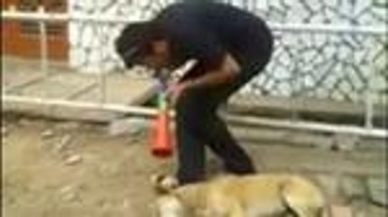 How to wakeup your dog, funny cats, funny dogs, funny pets, pakistani funny videos, indian funny video, pashto funny vid