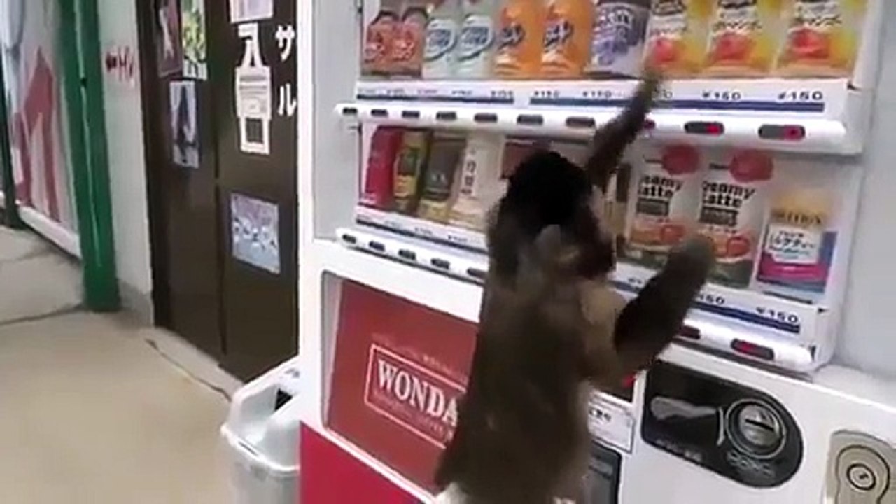 monkey funny video clips 2015 Monkeys lawlessness ,funy