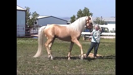 AT STUD 2013 - 2009 American Saddlebred Stallion ~ ASHA registered - Golden Skyhawk