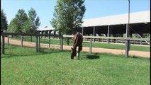 Thoroughbred Mare Dancing Star - Free Jumping at Hanoverian Mare Performance Test