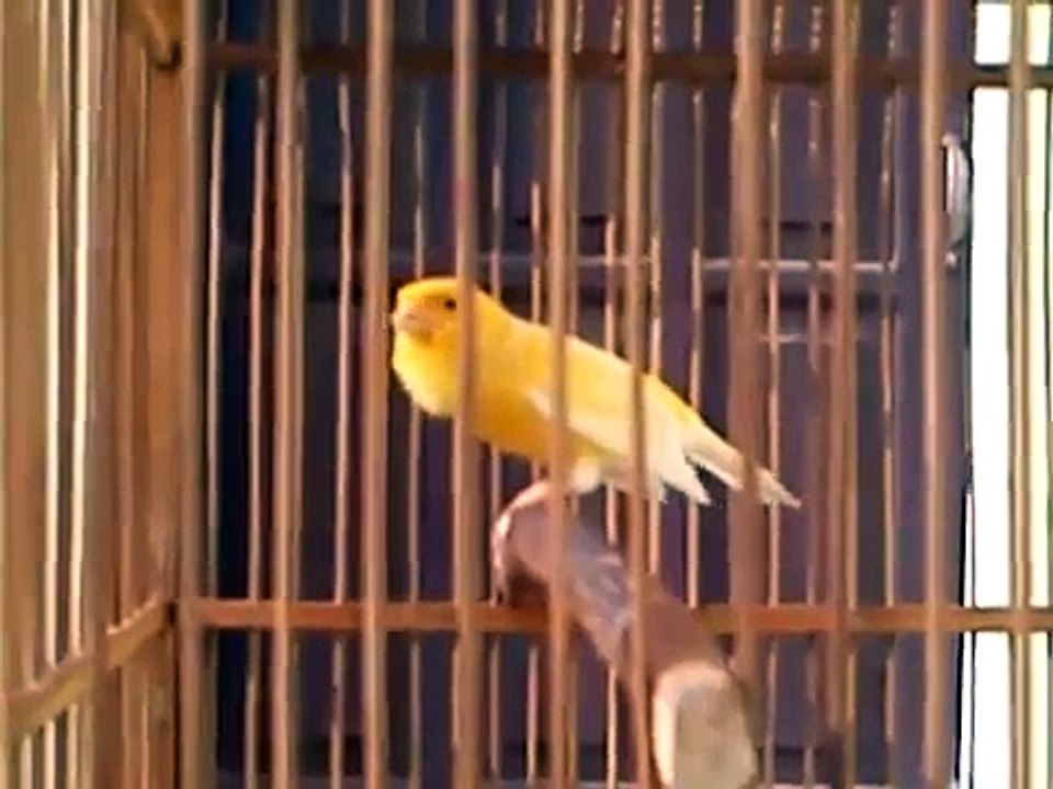 Kicau Burung Kenari Juara Super Gacor Harga 4 Juta