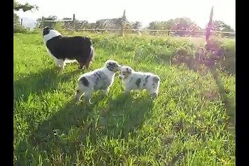 Portée Spencie x Green Day 7 semaines