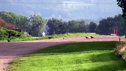 Fall in Sweden - Trailer for Swedish Nature Documentary by eurotreasure