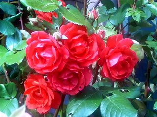 poemas de despedida para mi gran amor