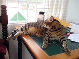 Bengal cat chattering at bird