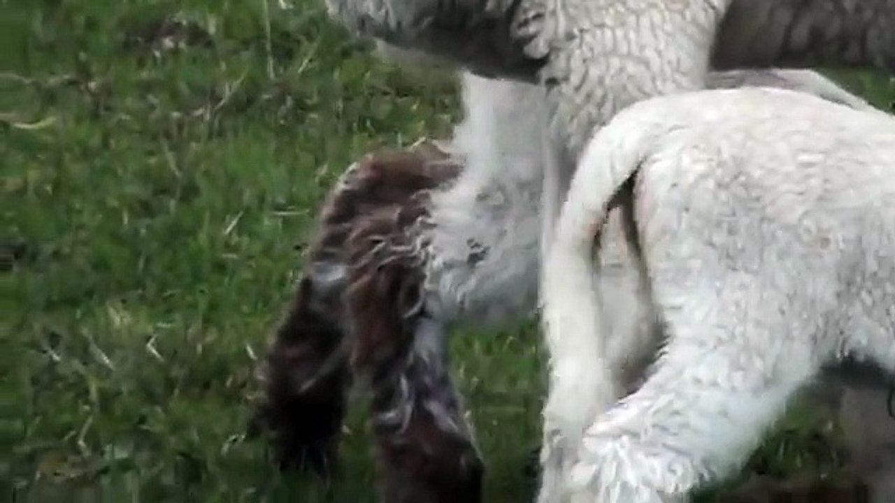 KIDS: BABY GOATS FEEDING TAILS WIGGLING
