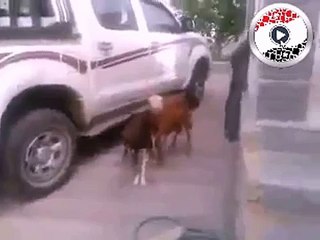 غرائب وعجائب حيرت العالم